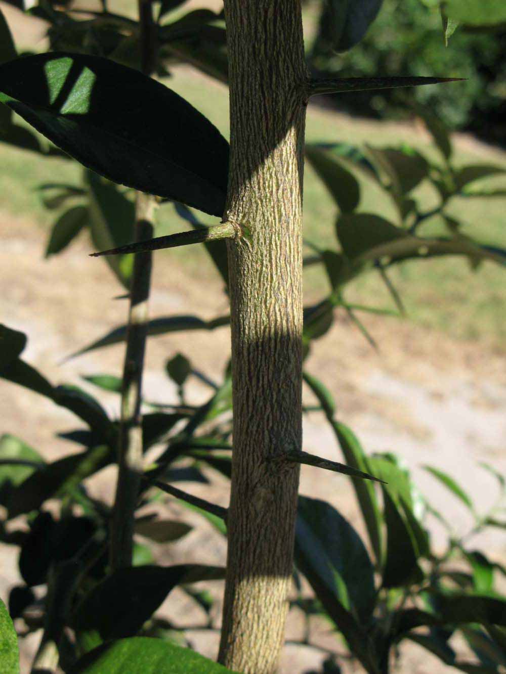            Bark (Winter Haven, FL)   